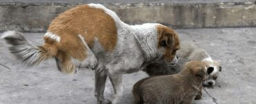 Madre randagia si prende cura dei suoi cuccioli