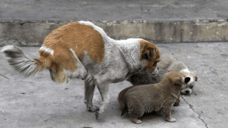 Madre randagia si prende cura dei suoi cuccioli