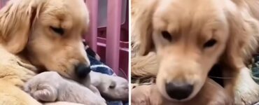 Mamma Golden Retriever si prende cura dei suoi cuccioli