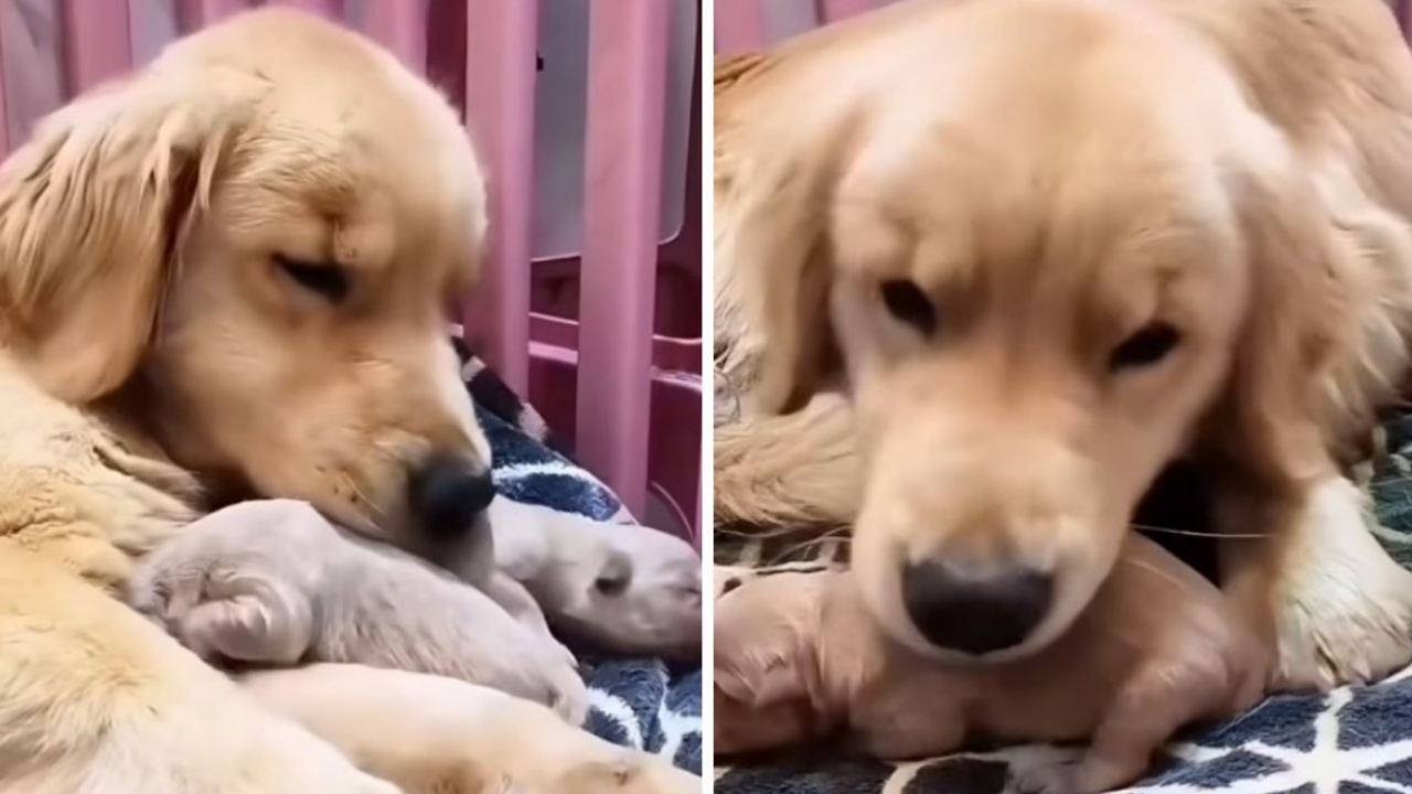 Mamma Golden Retriever si prende cura dei suoi cuccioli