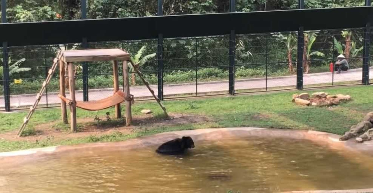 Orso bruno sfruttato in allevamento