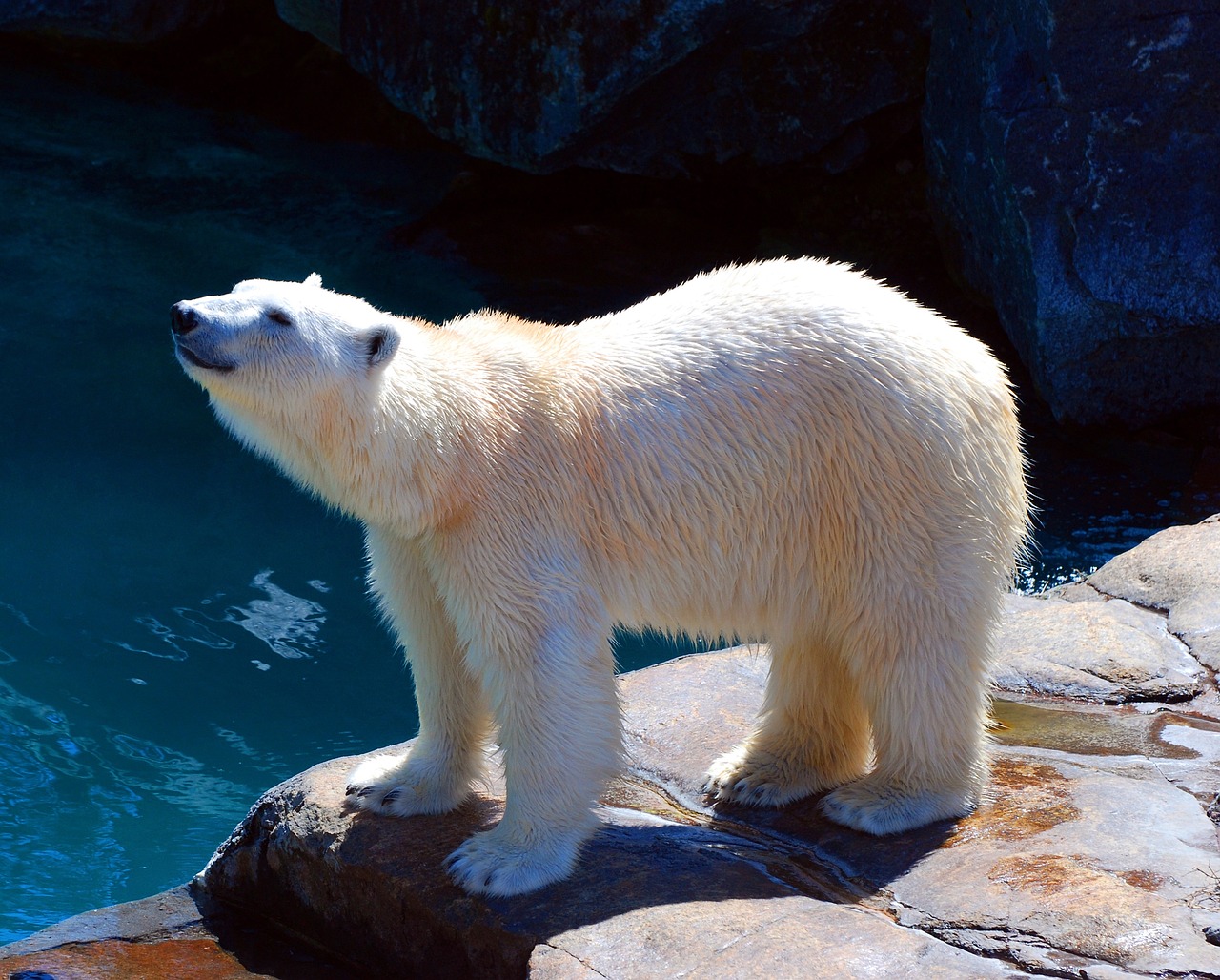 Orso polare: una nuova scoperta