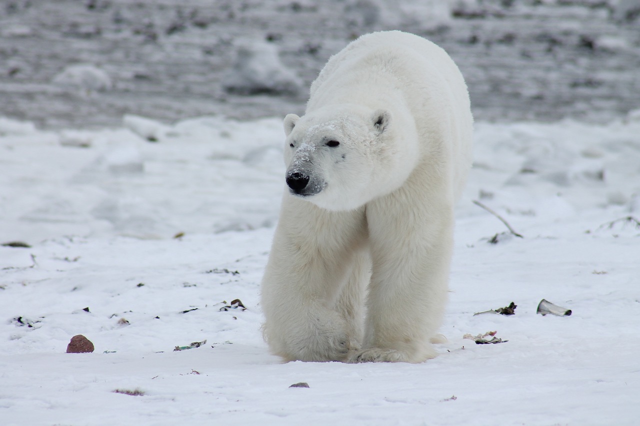 Orso polare: una nuova scoperta