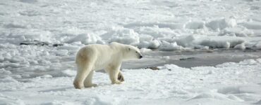 Orso polare: una nuova scoperta