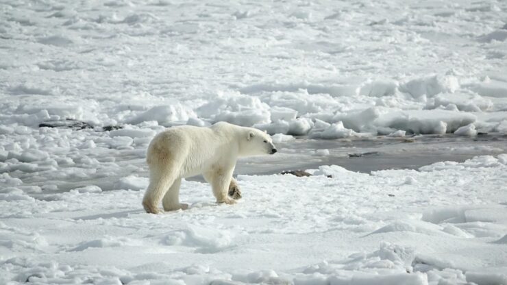 Orso polare: una nuova scoperta