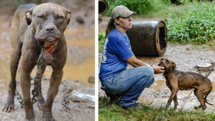 Pitbull salvato dai combattimenti