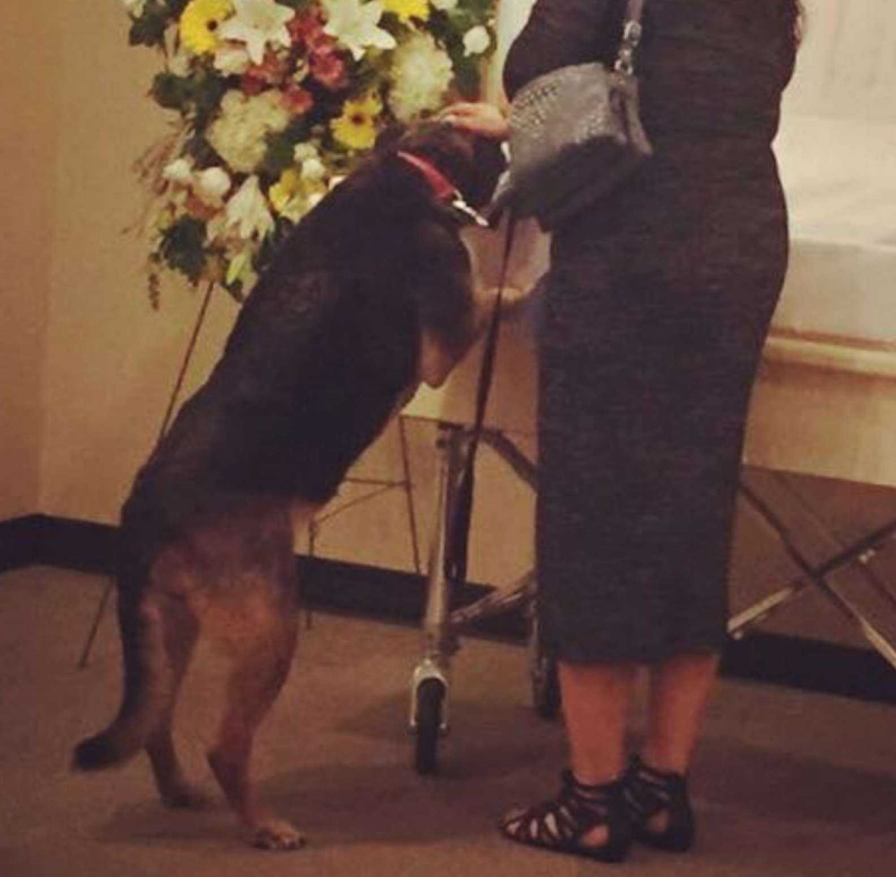 Pompe funebri permette al cane di partecipare alla cerimonia