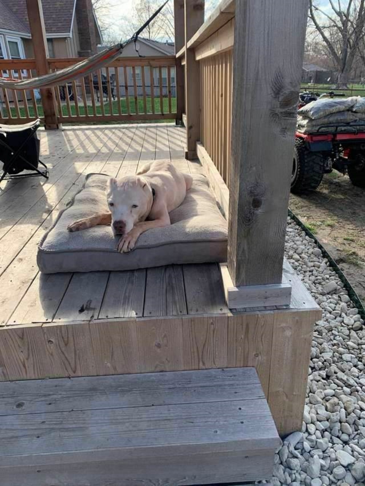 Postino adotta un cane anziano