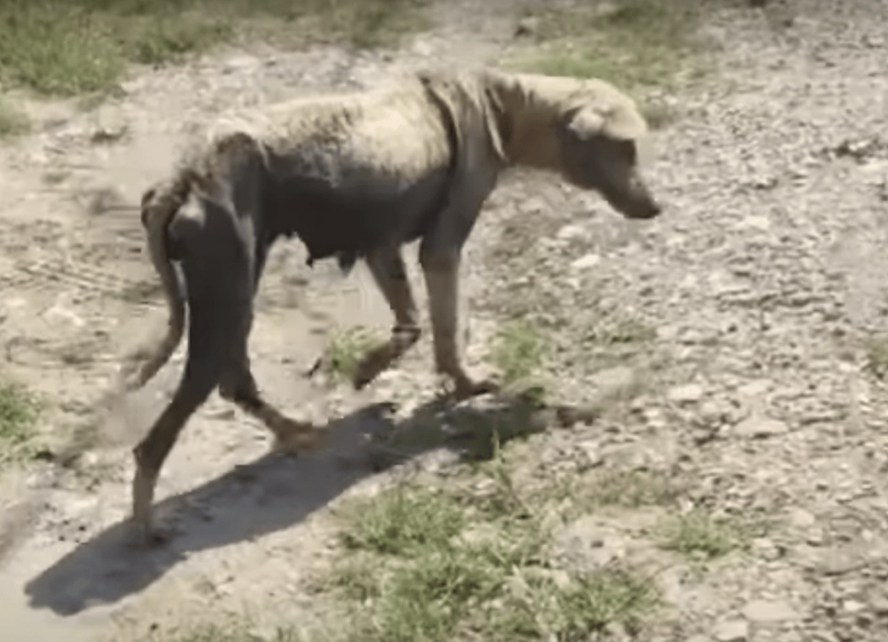 Proprietaria abbandona il suo cane perché malato