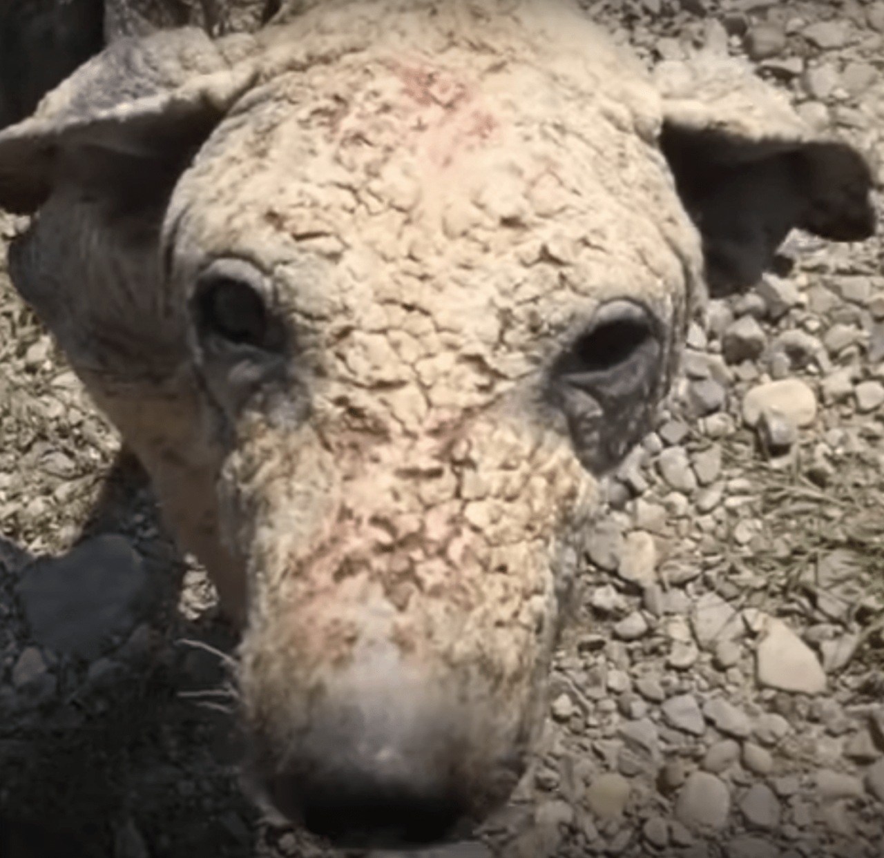 Proprietaria abbandona il suo cane perché malato