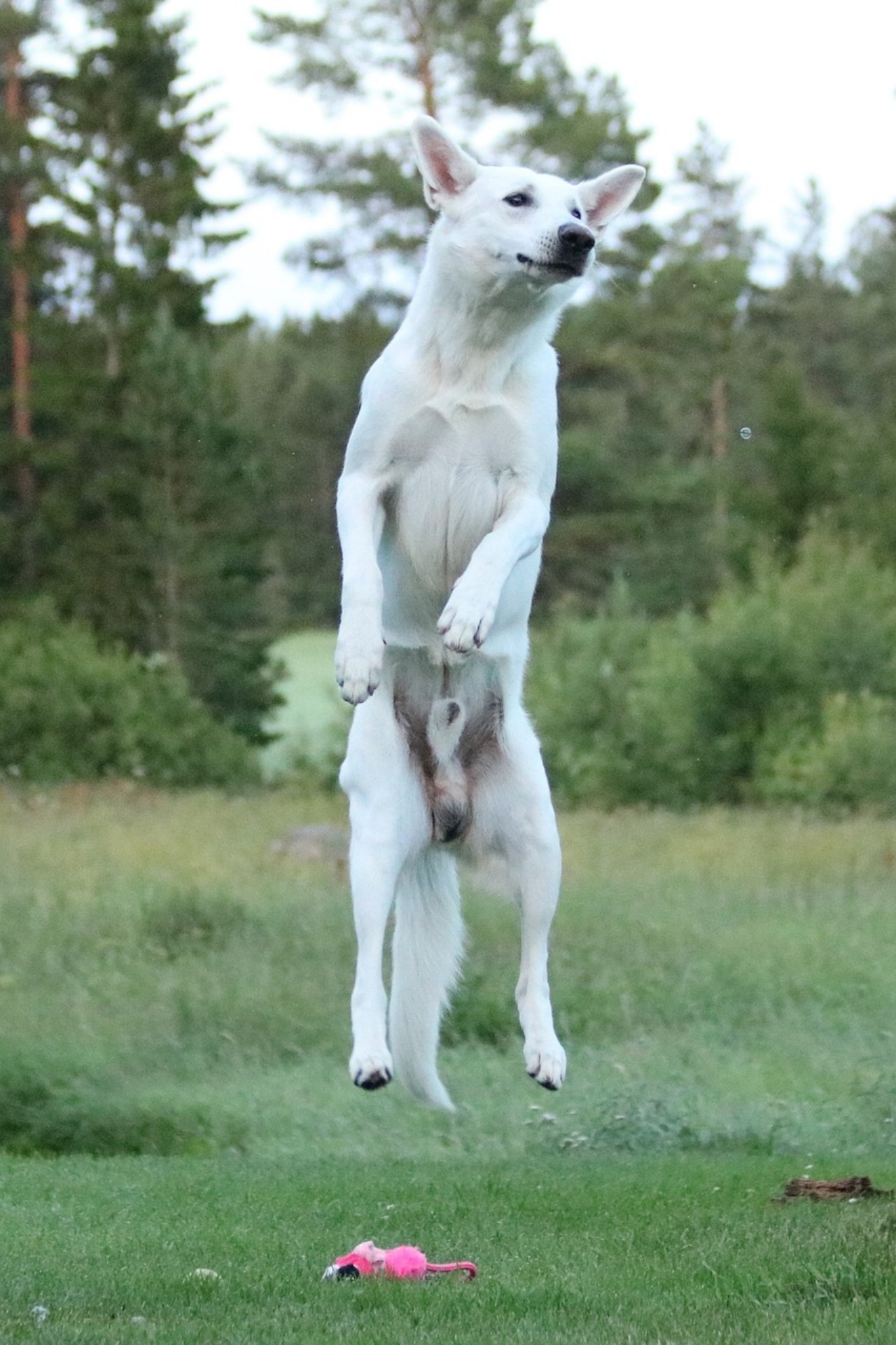 Salto del cane