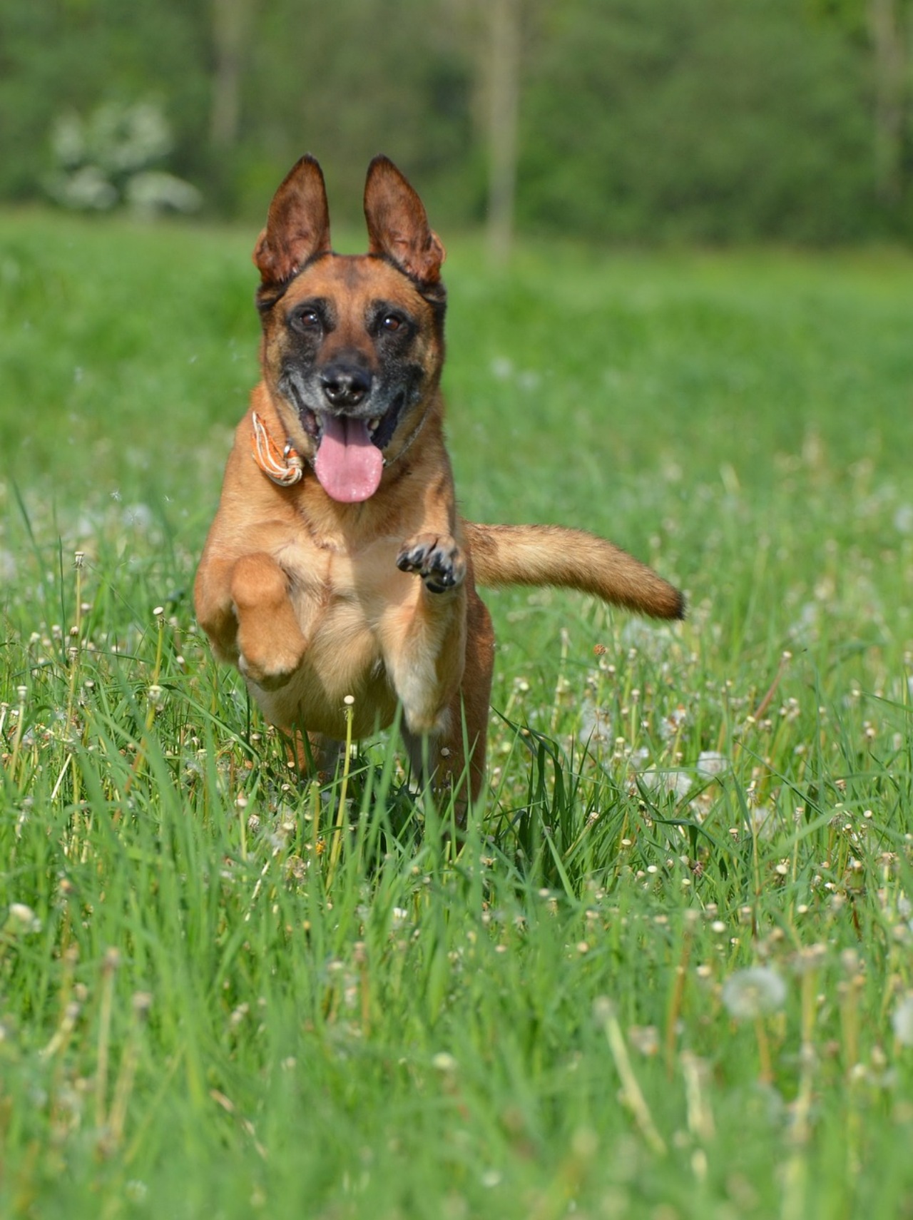 Salto del cane