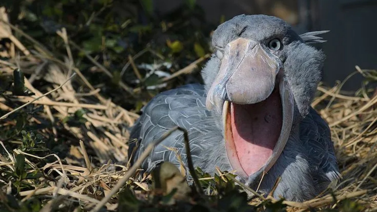 Uccello becco a scarpa mangia cuccioli di coccodrillo