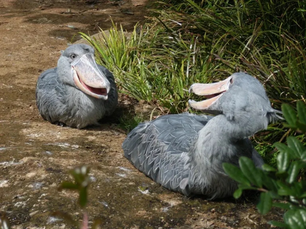 Uccello becco a scarpa mangia cuccioli di coccodrillo