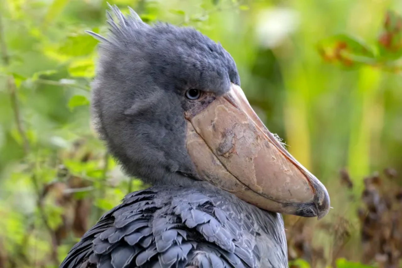 Uccello becco a scarpa mangia cuccioli di coccodrillo