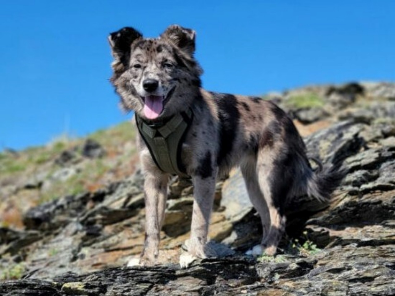 Un cane fa compagnia ad un'anziana signora