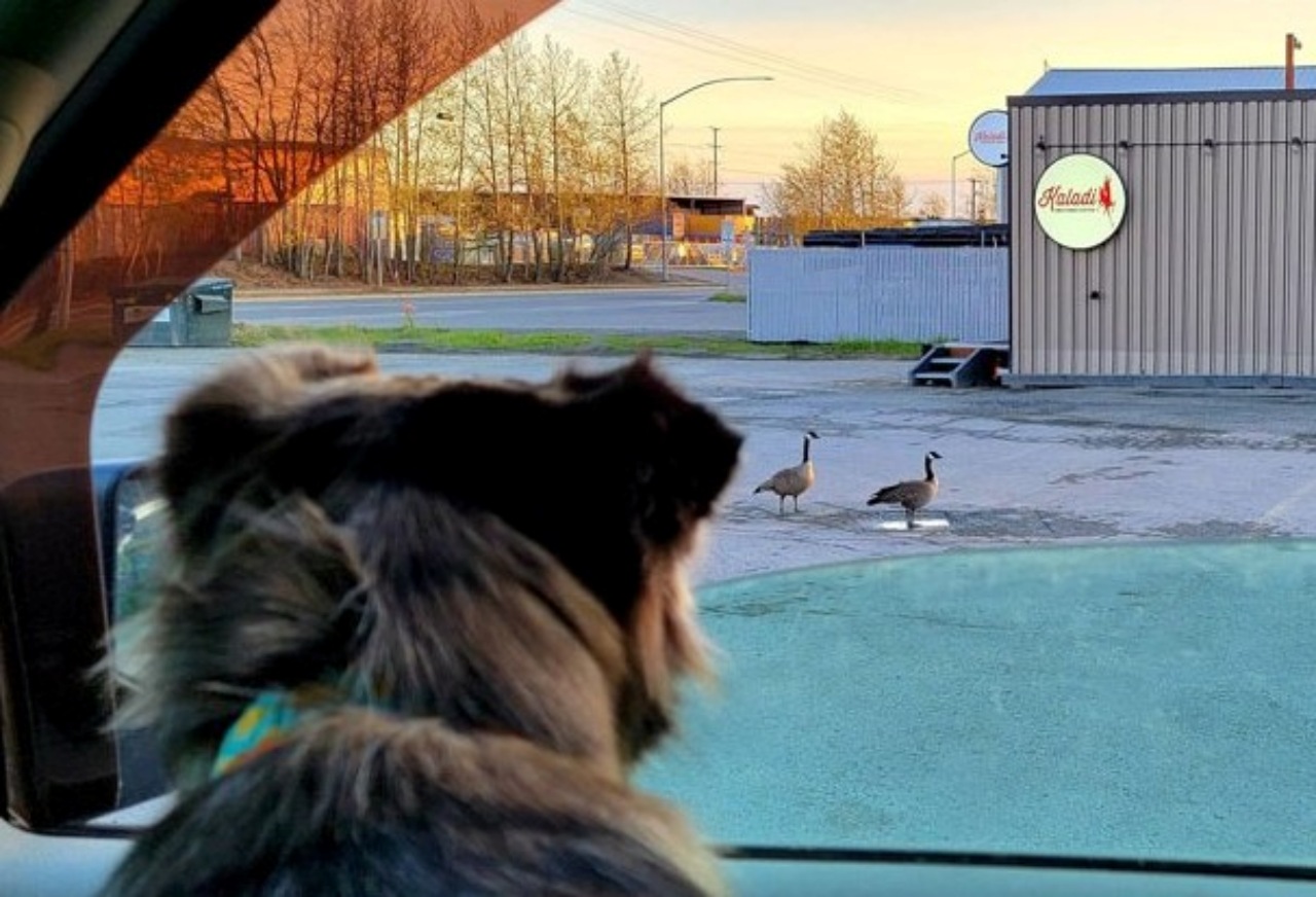 Un cane fa compagnia ad un'anziana signora