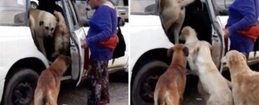 Una donna salva 8 cani randagi