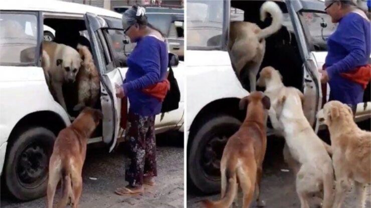 Una donna salva 8 cani randagi