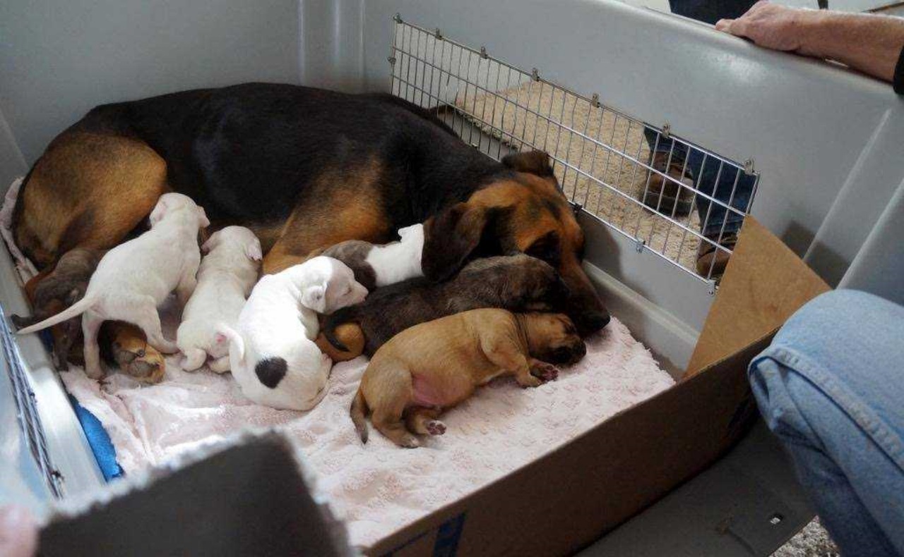 Una donna salva sei cuccioli orfani
