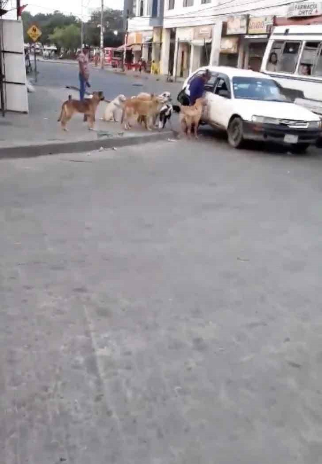 Una donna salva 8 cani randagi