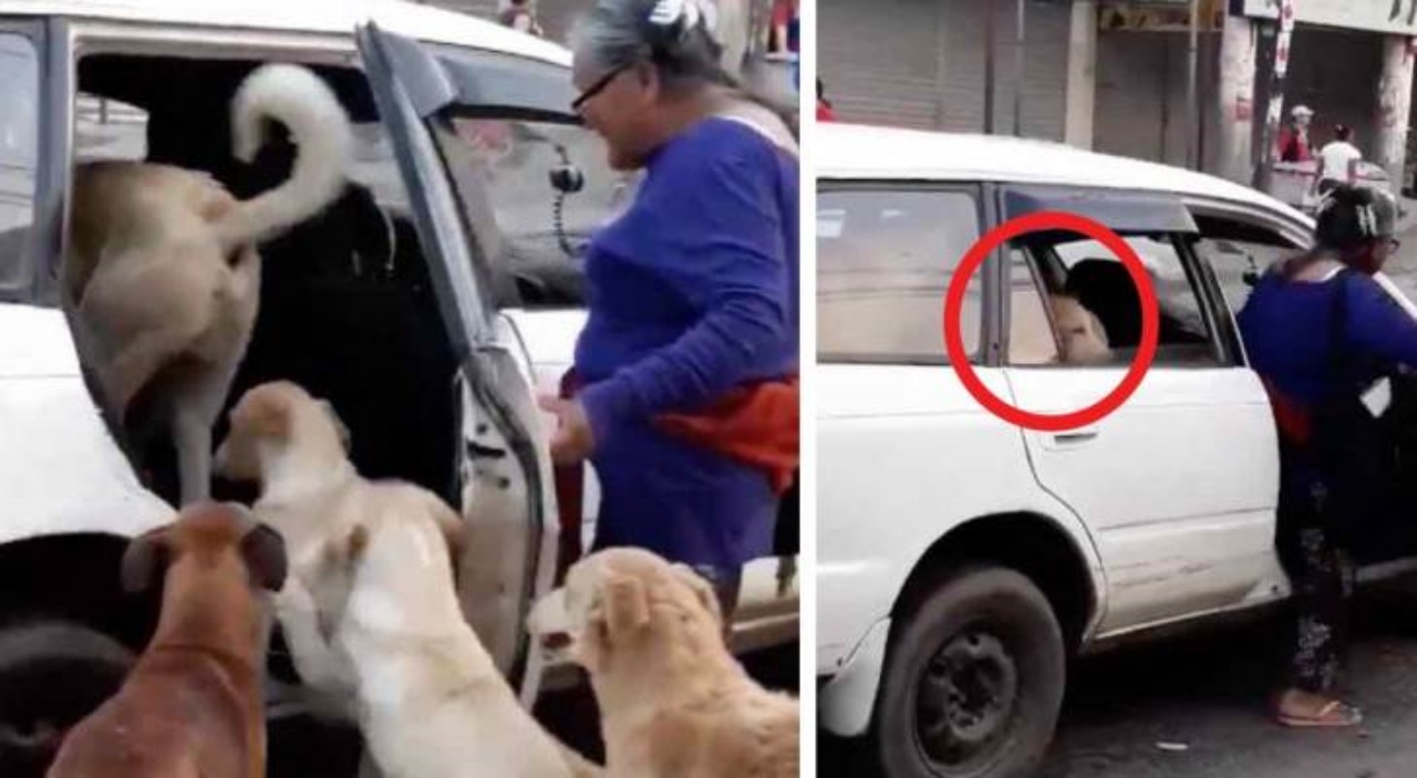 Una donna salva 8 cani randagi