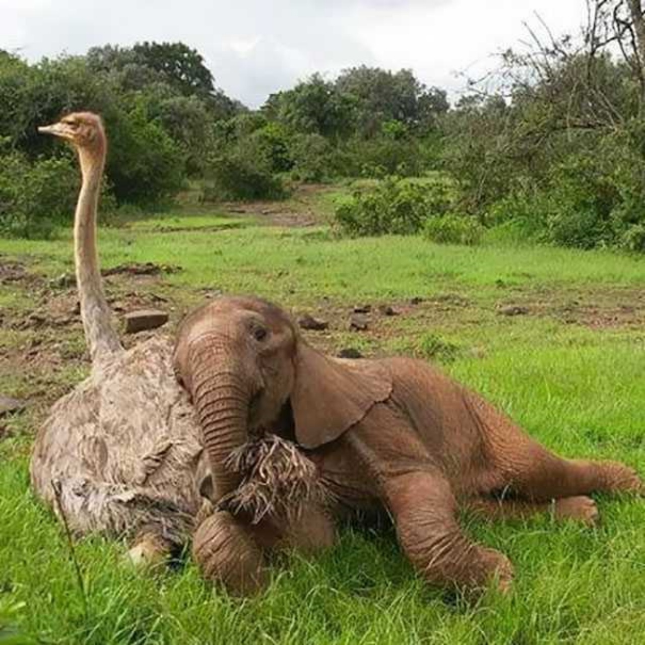 Uno struzzo ed un elefantino fanno amicizia