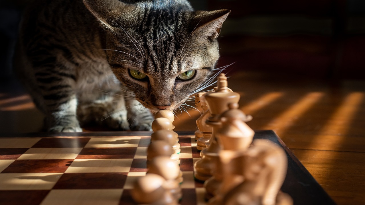 4 giochi scacchi