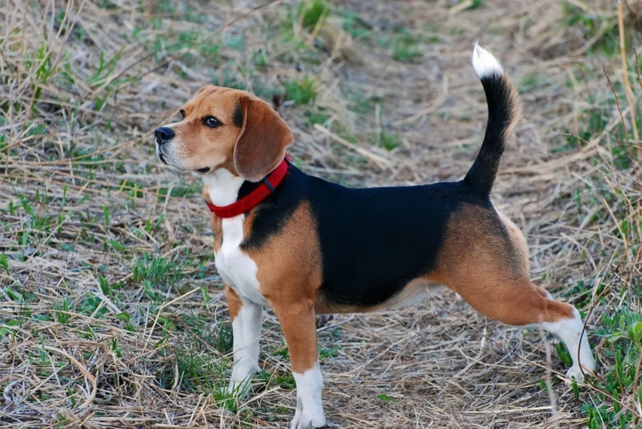 4 problemi beagle