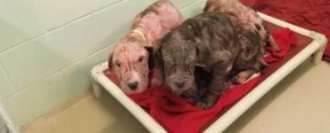 5 cuccioli gioiosi di vedere i soccorritori
