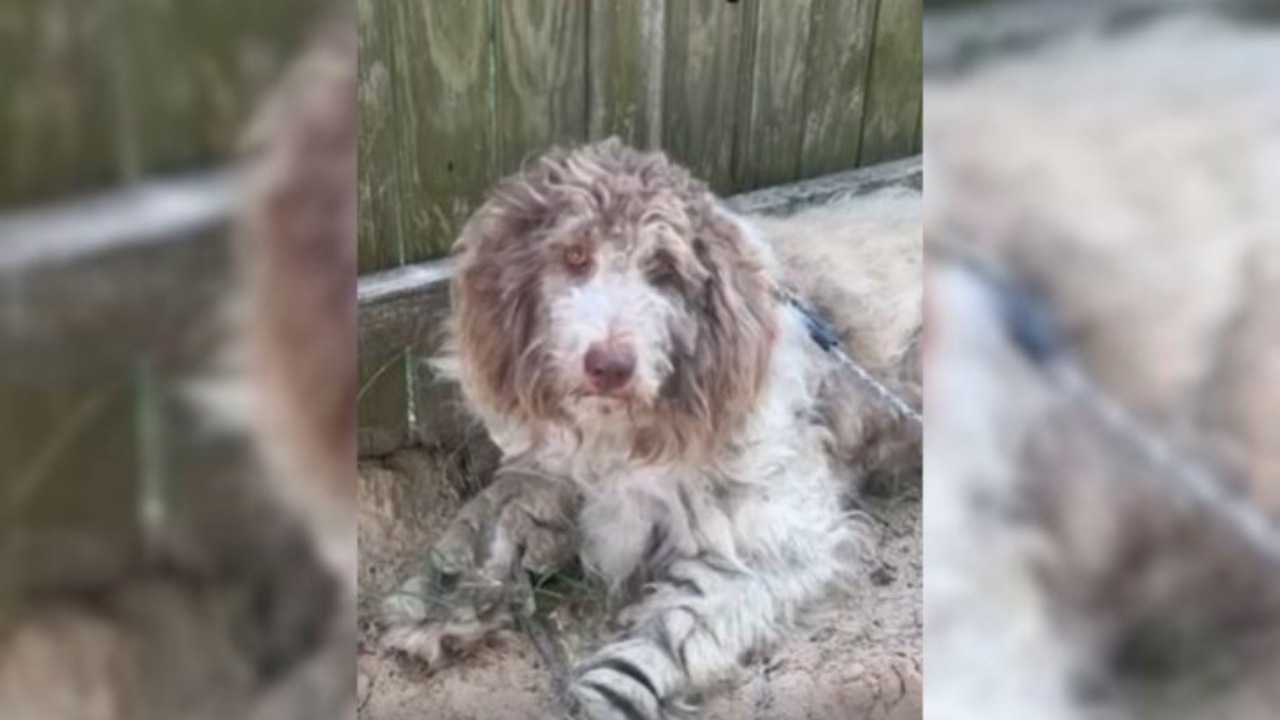 Aussiedoodle non ha fiducia negli umani