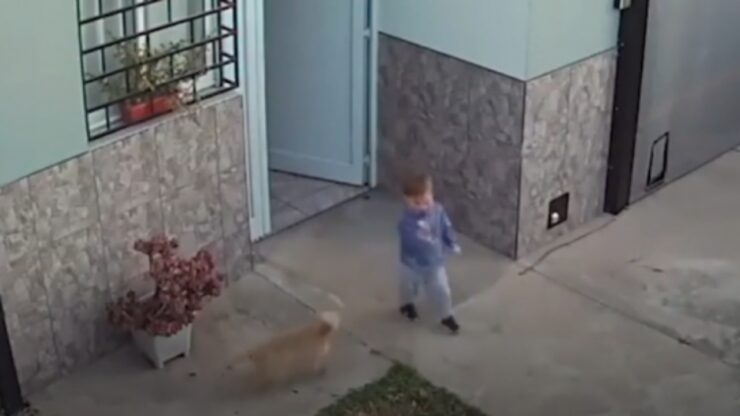 Bambino esce di casa ma i suoi cani lo salvano