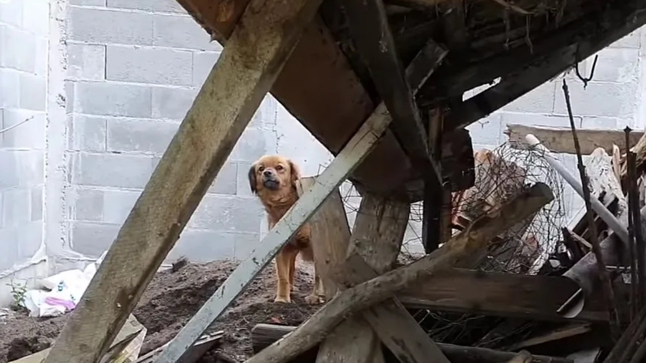 Cagnolina spera di rivedere la sua padrona