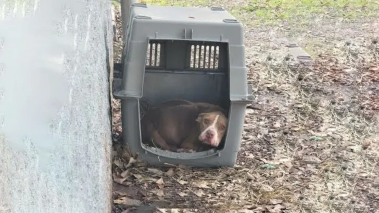 Cagnolina abbandonata