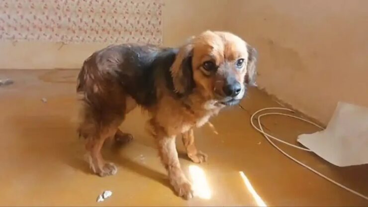 Cagnolina spera di rivedere la sua padrona