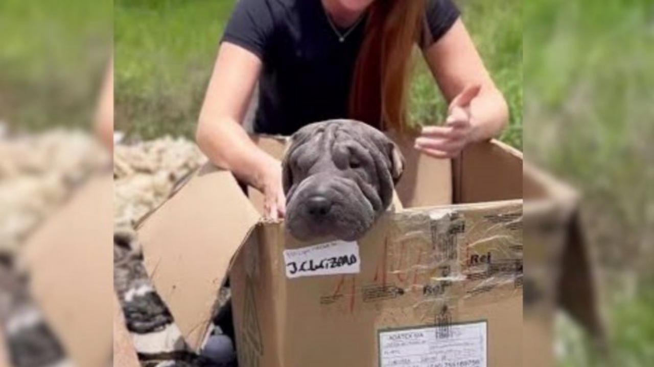 Cagnolina abbandonata in una scatola di cartone