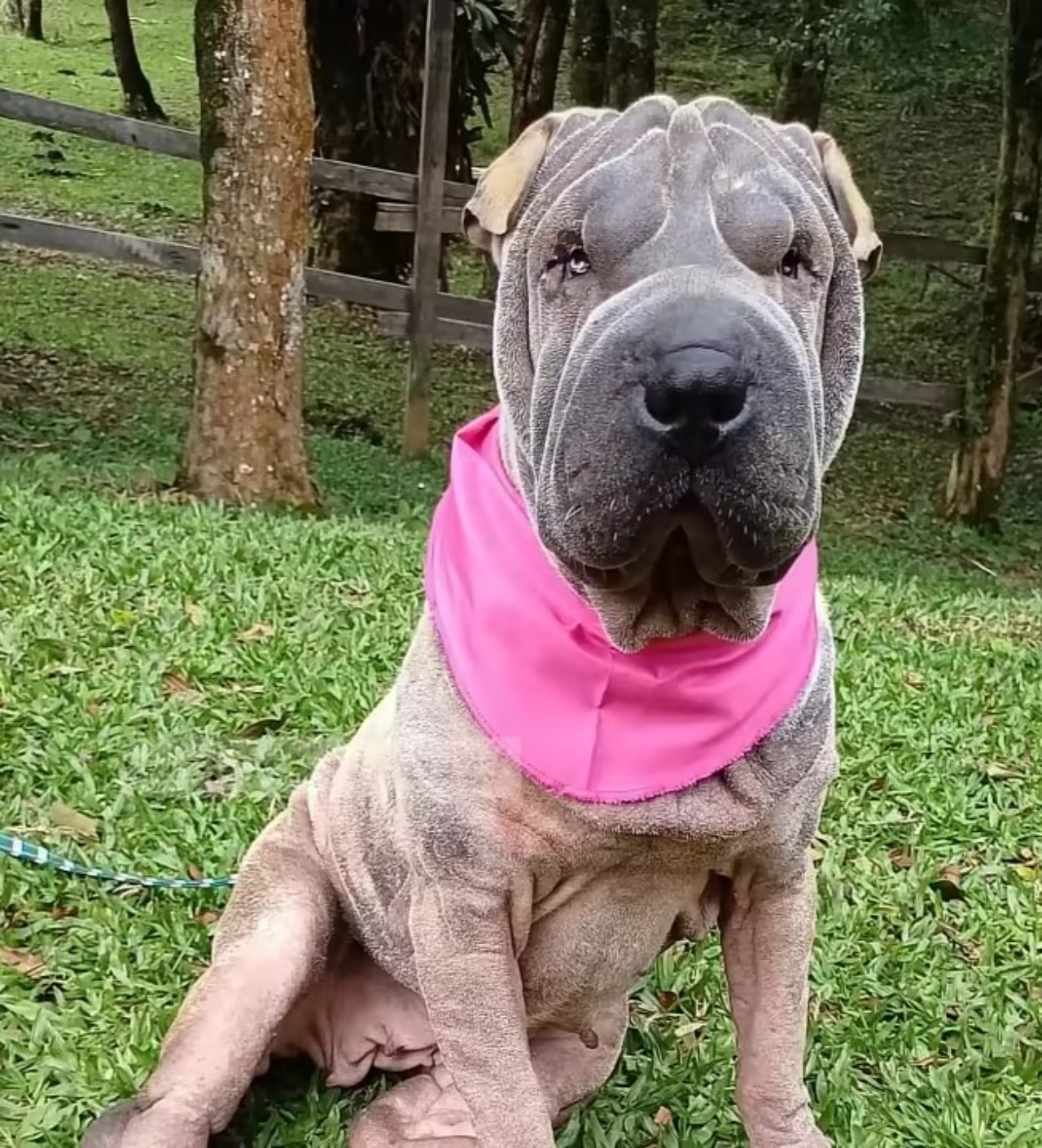 Cagnolina abbandonata in una scatola di cartone