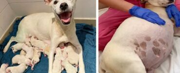 Cagnolina incinta di 14 cuccioli