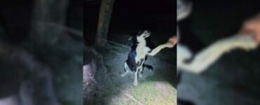 Cagnolina legata ad un albero