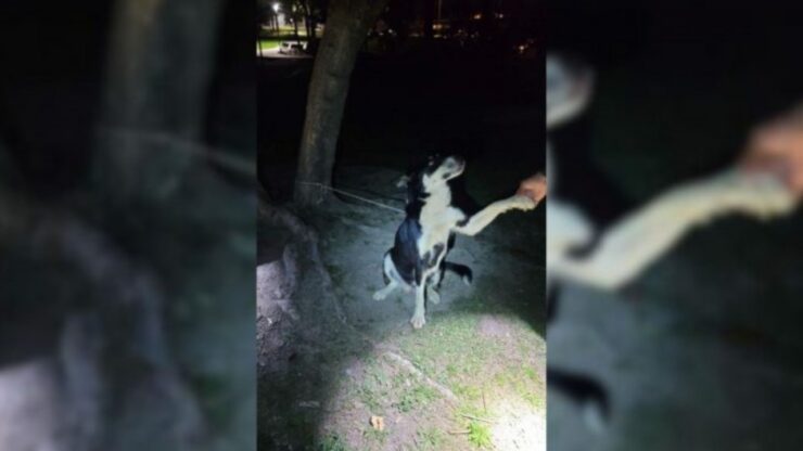 Cagnolina legata ad un albero