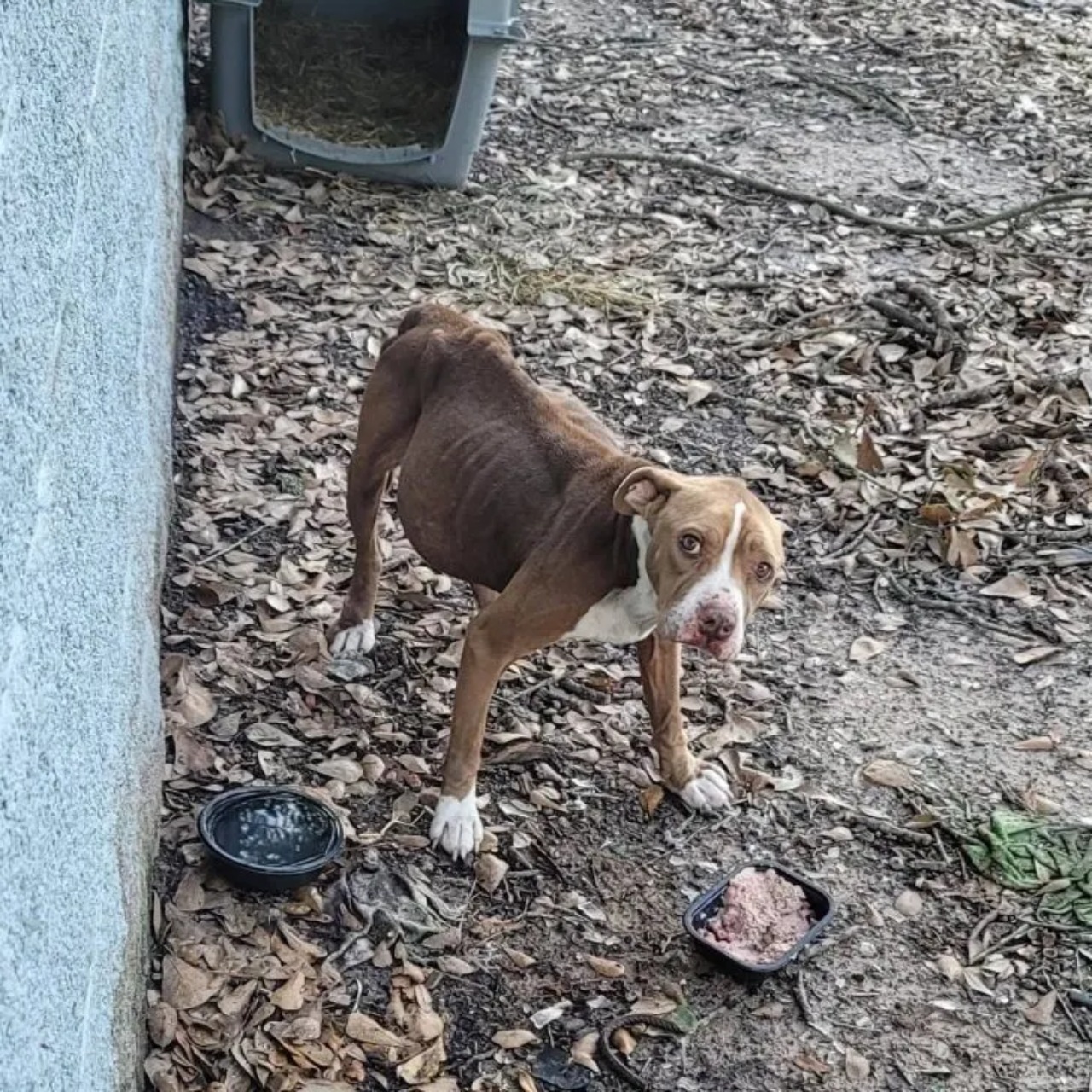 Cagnolina abbandonata