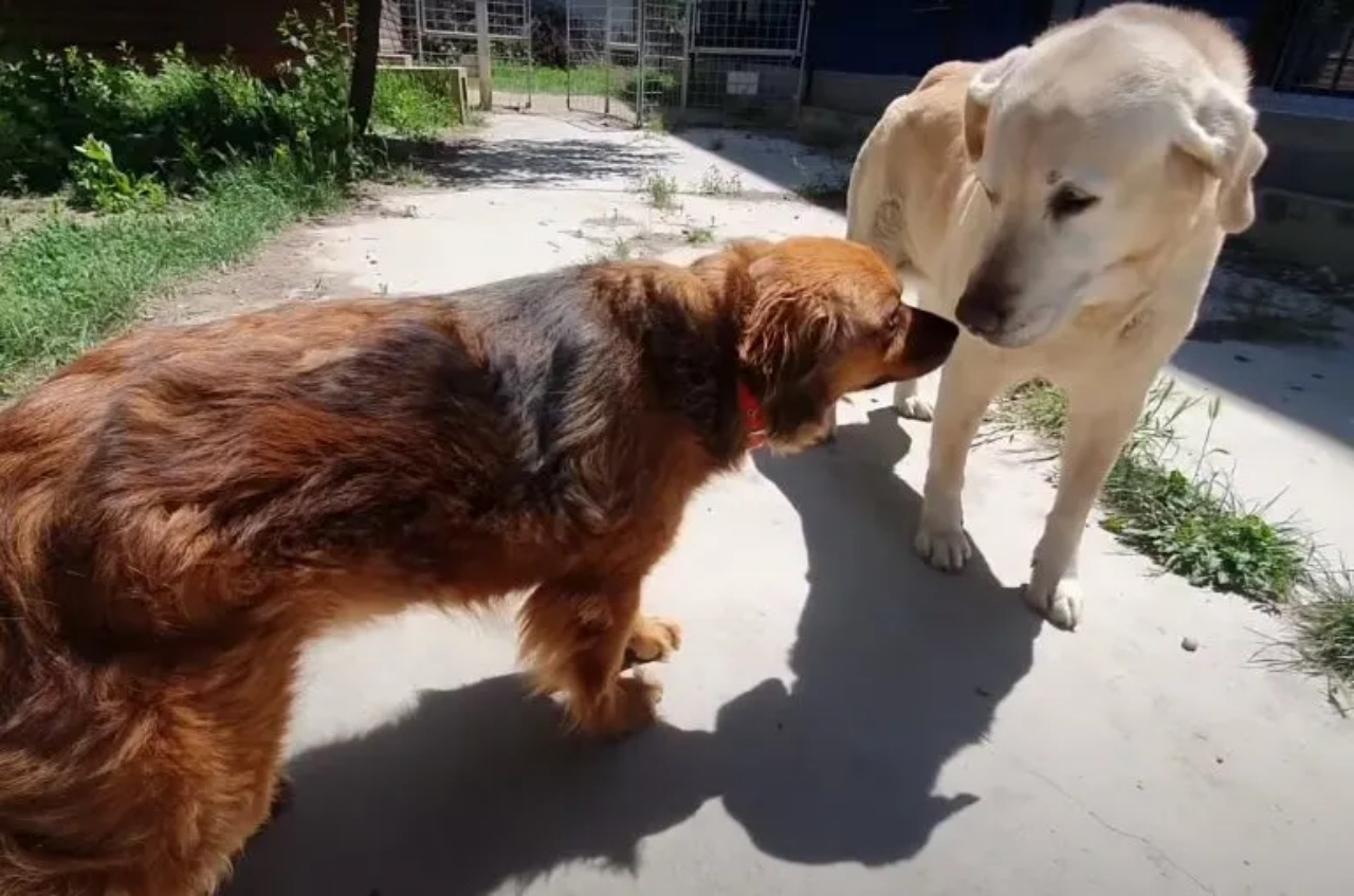 Cagnolina spera di rivedere la sua padrona