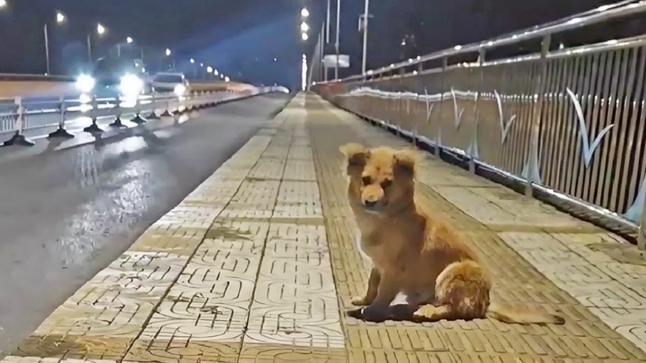 Cagnolino abbandonato su un ponte