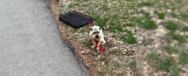 Cagnolino abbandonato in un parco