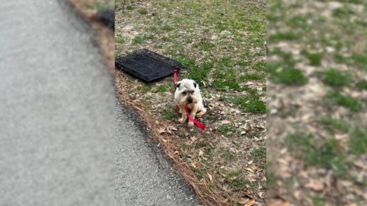 Cagnolino abbandonato in un parco