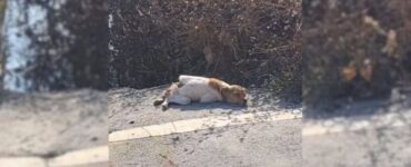 Cane abbandonato con frattura alla colonna vertebrale