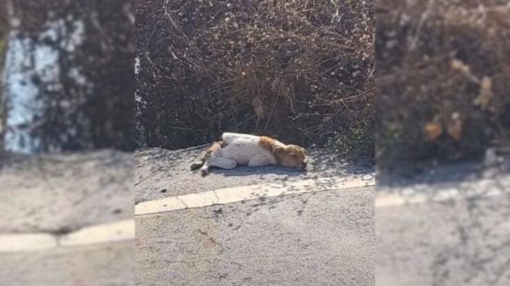 Cane abbandonato con frattura alla colonna vertebrale