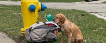 Cane abbandonato all'idrante