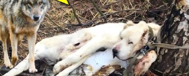 Cane abbandonato nella foresta