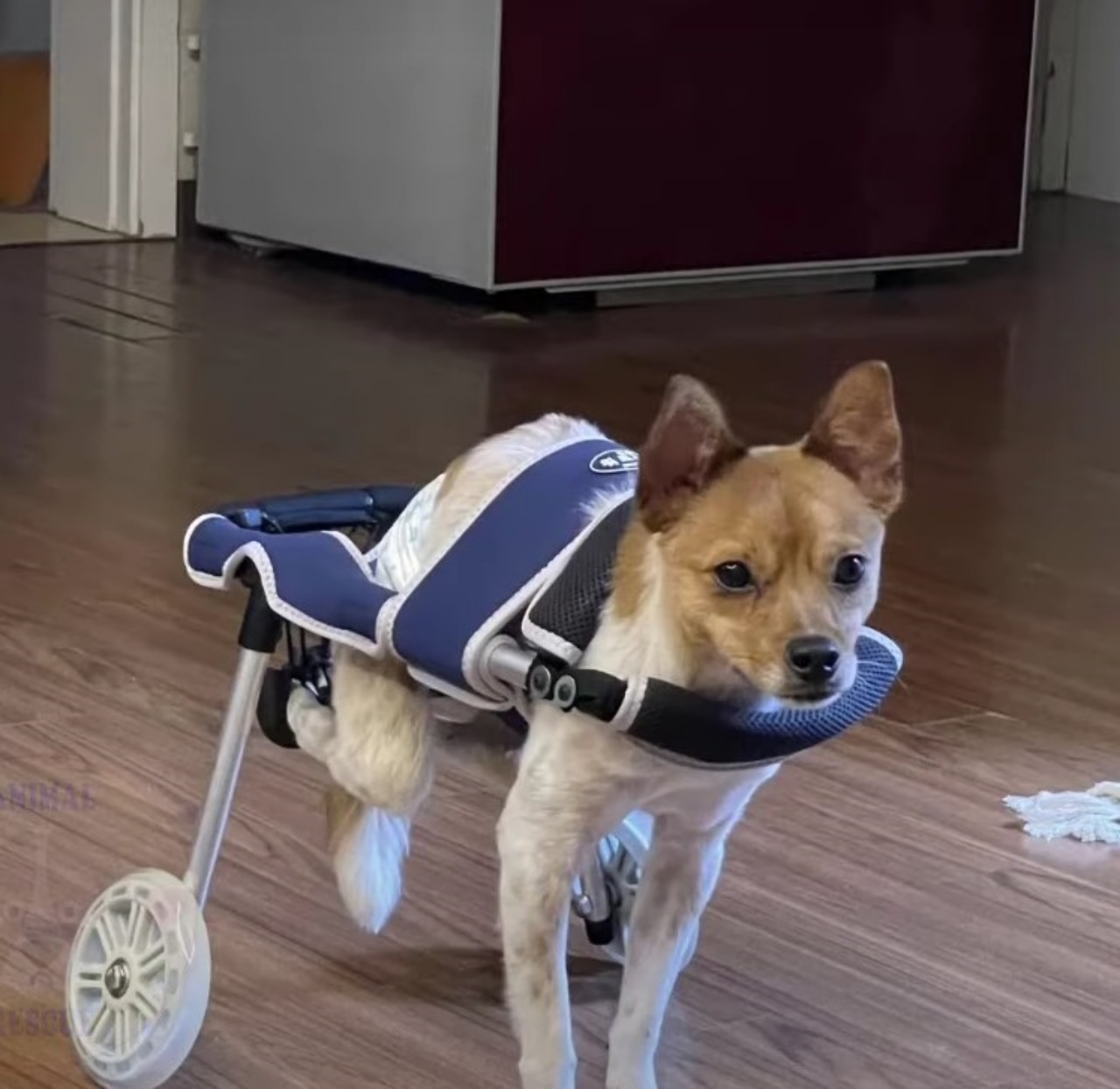 Cane abbandonato con frattura alla colonna vertebrale